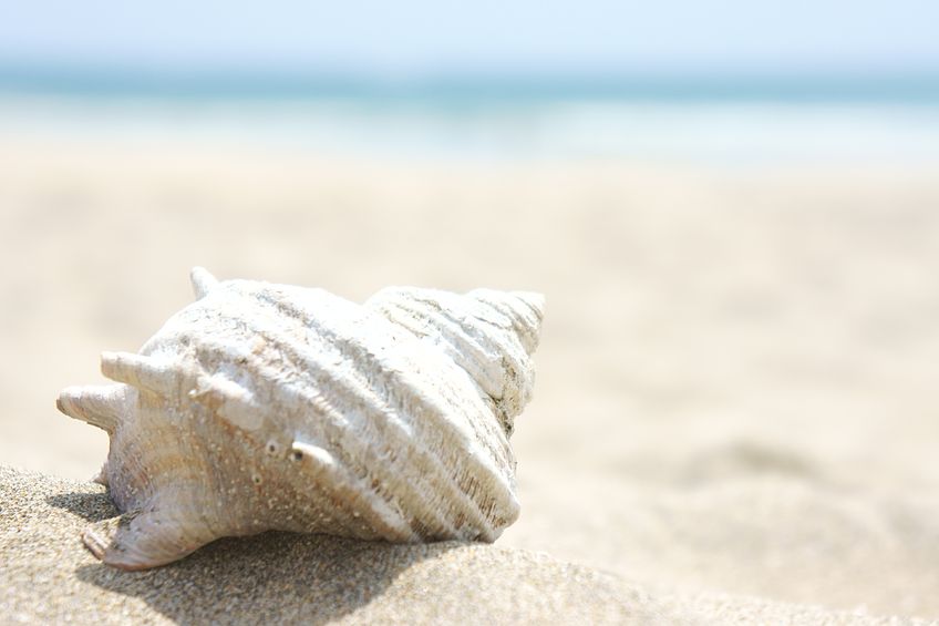 8月　砂浜と貝殻