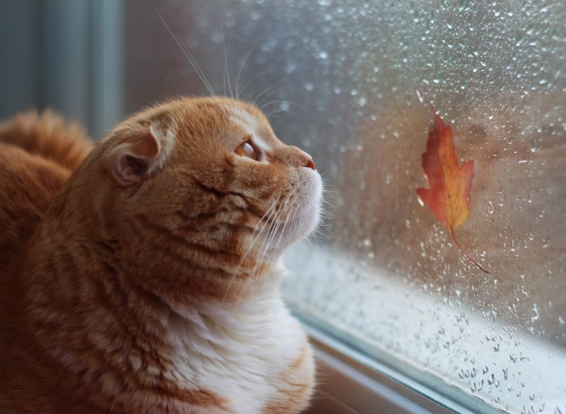 9月　September   秋の葉がついてる窓の外を見る猫