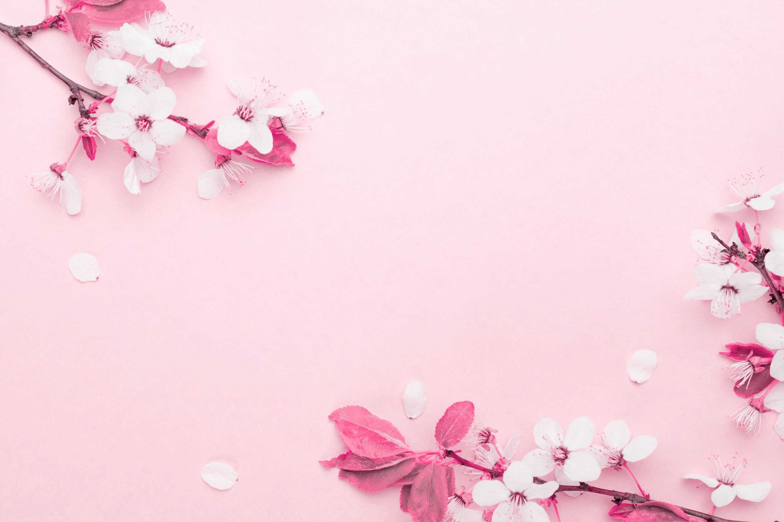 4月　april  桜の花  柔らかいピンクの背景に4月の花の自然と春の桜の花