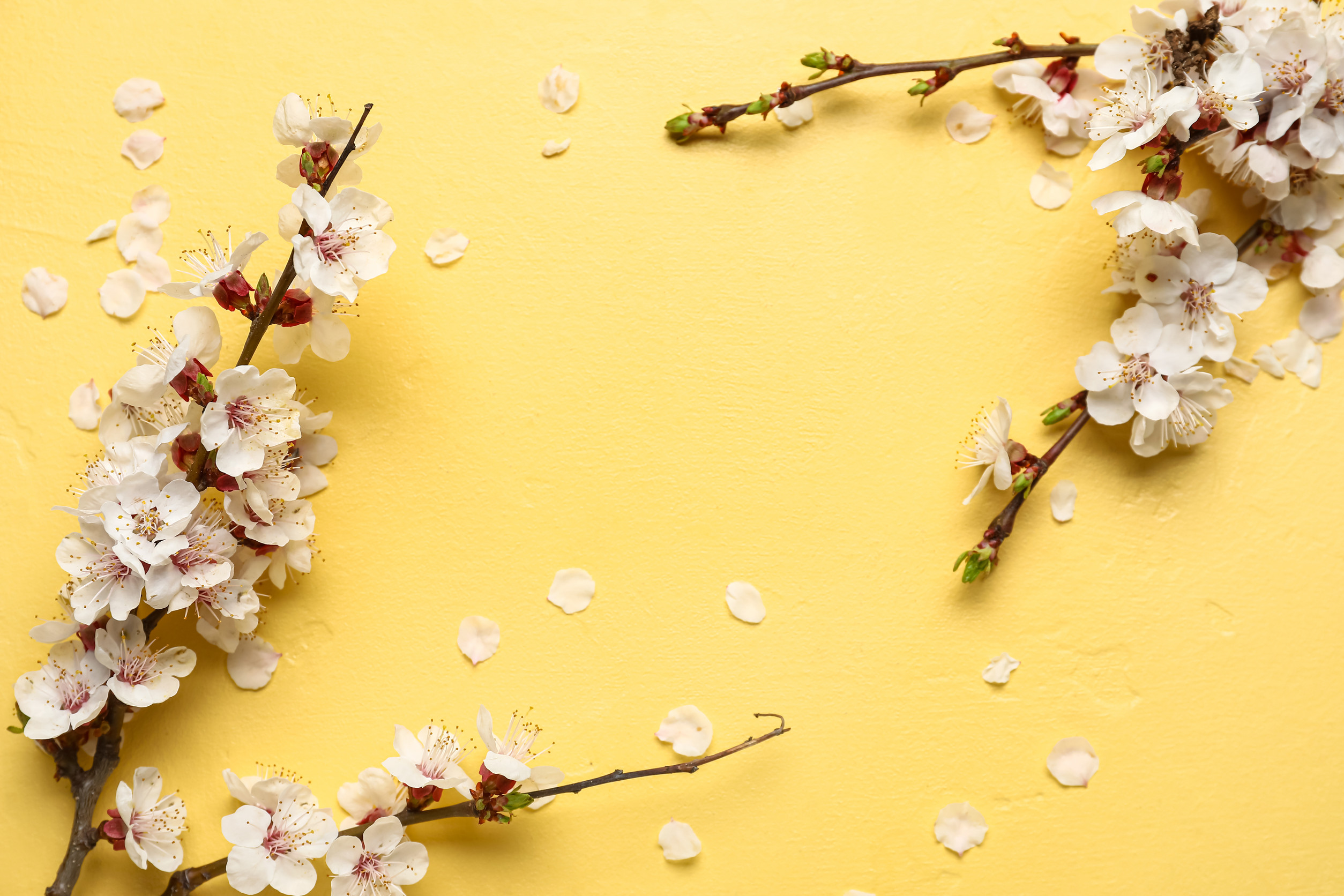 4月 april 黄色の背景に咲く春の枝